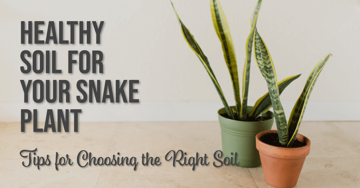Types of Soil Suitable for Snake Plants