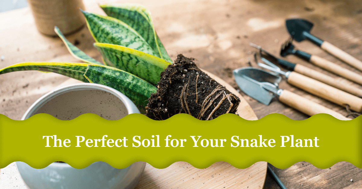 Conclusion Best Soil for Snake Plant