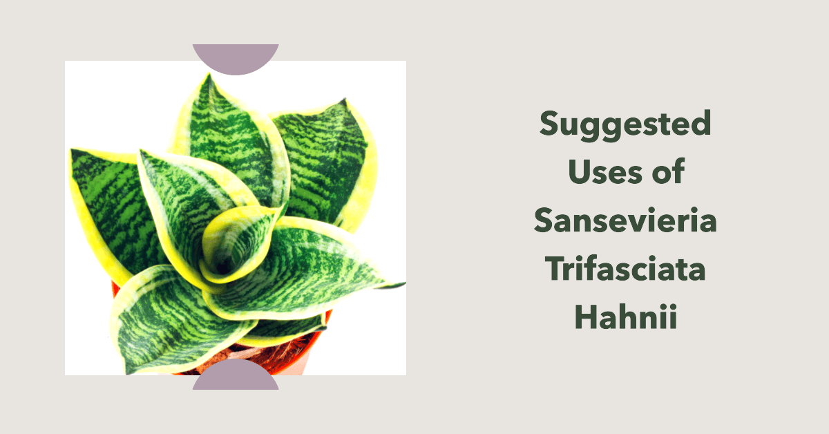 Suggested Uses of Sansevieria Trifasciata Hahnii