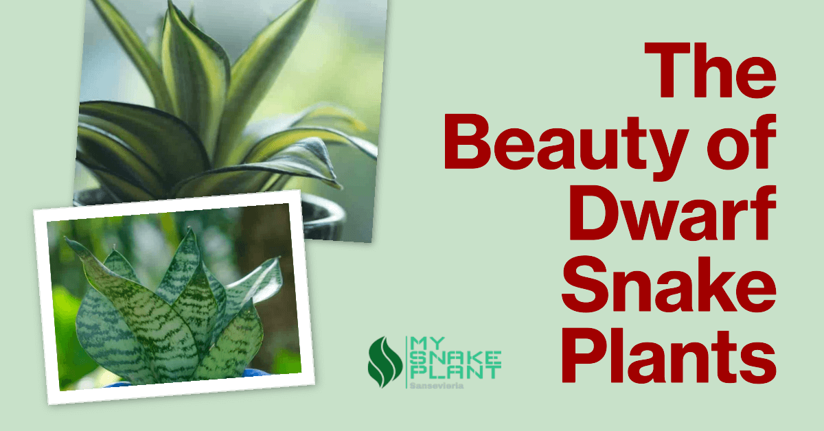 Dwarf Snake Plant Conditions & Temperature