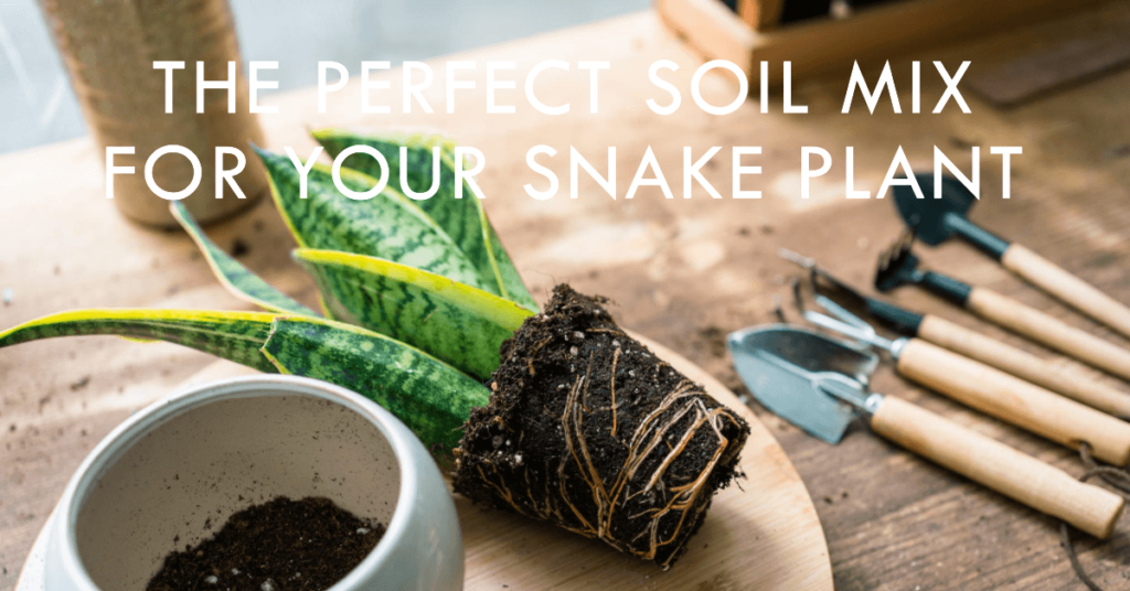 Mastering the Art of Choosing Snake Plant's Ideal Soil Mix