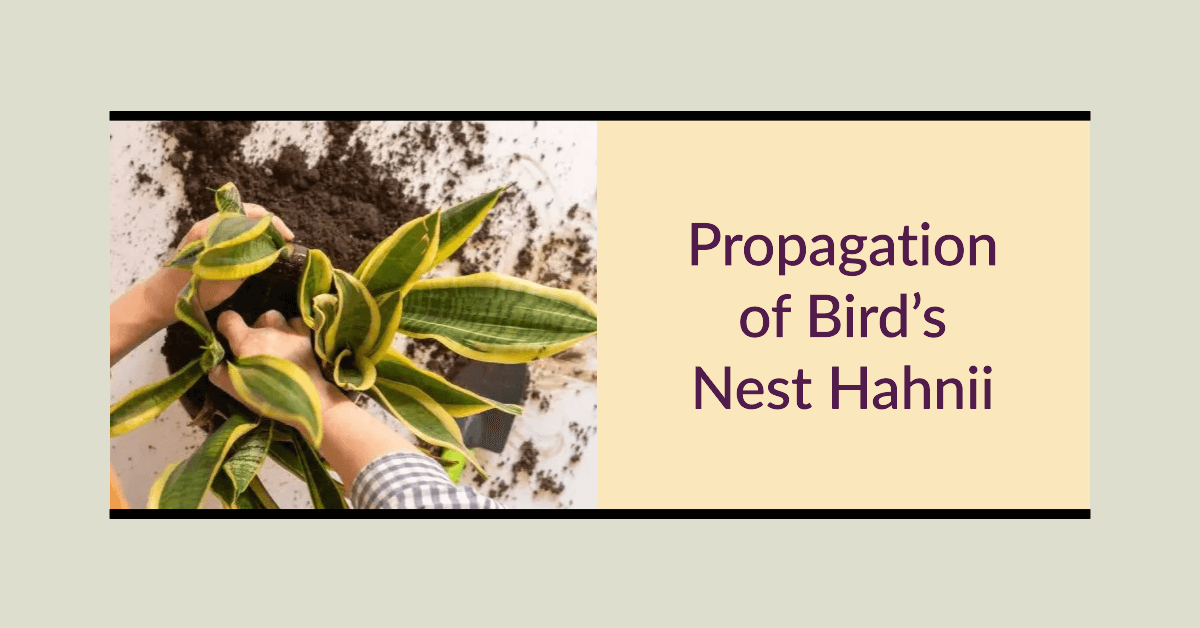 Propagation of Bird’s Nest Hahnii
