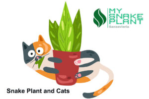 Snake Plant and Cats: What You Need to Know
