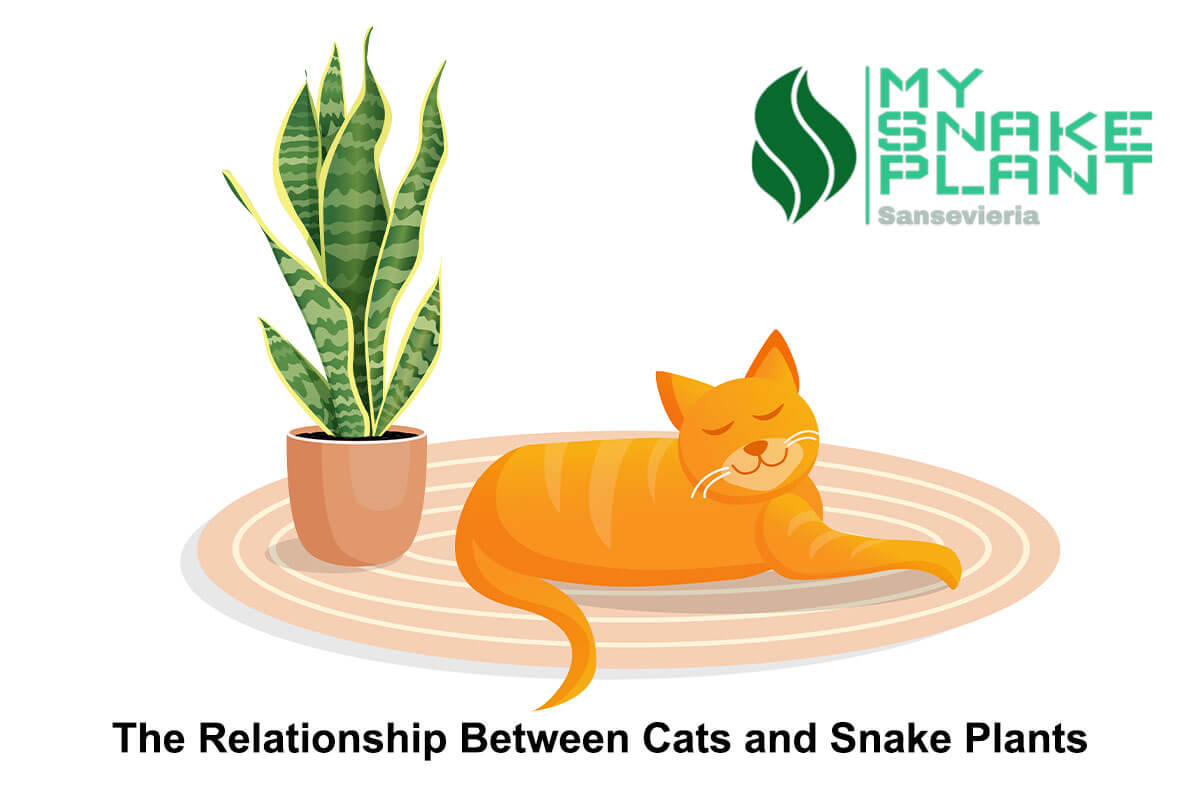 The Relationship Between Cats and Snake Plants