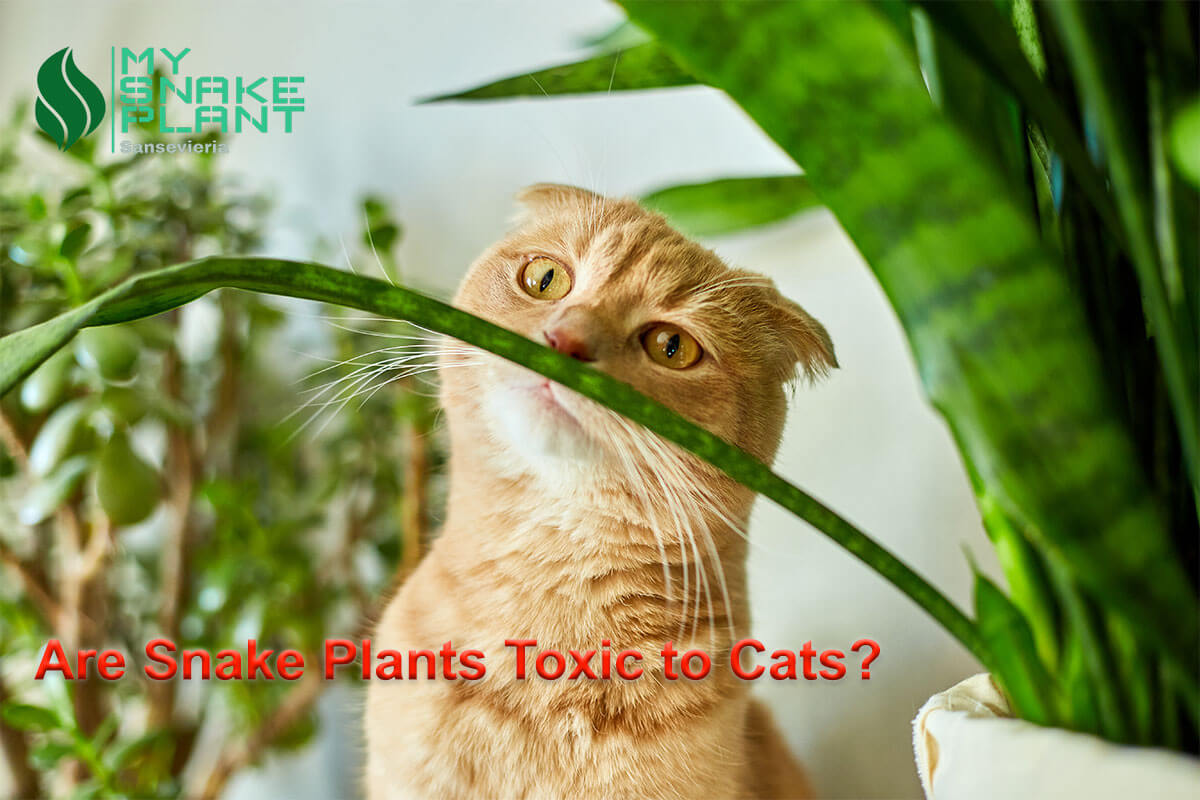 Are Snake Plants Toxic to Cats?