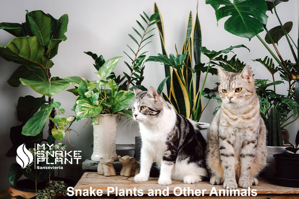 Snake Plants and Other Animals