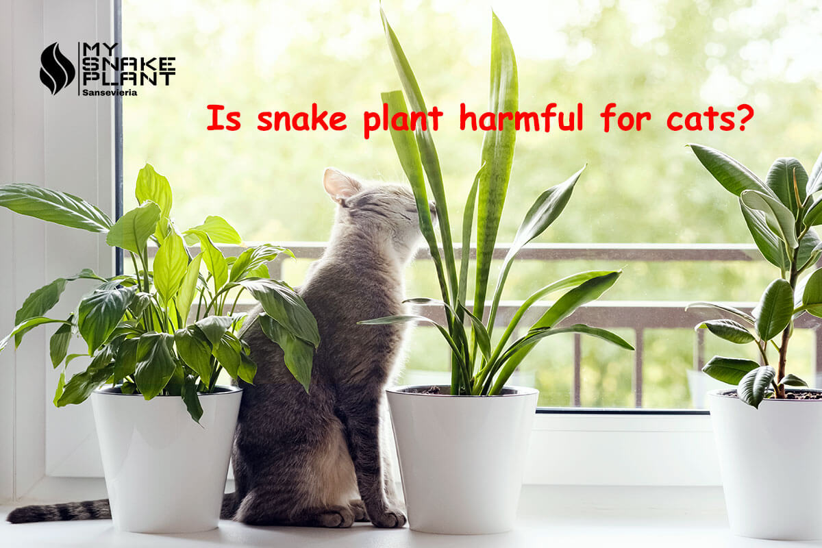 Is snake plant harmful for cats?