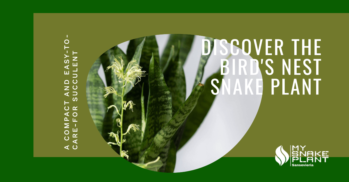 The Discovery of Sansevieria ‘Hahnii’ – Bird’s Nest Snake Plant