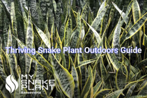 Thriving Snake Plant Outdoors Guide