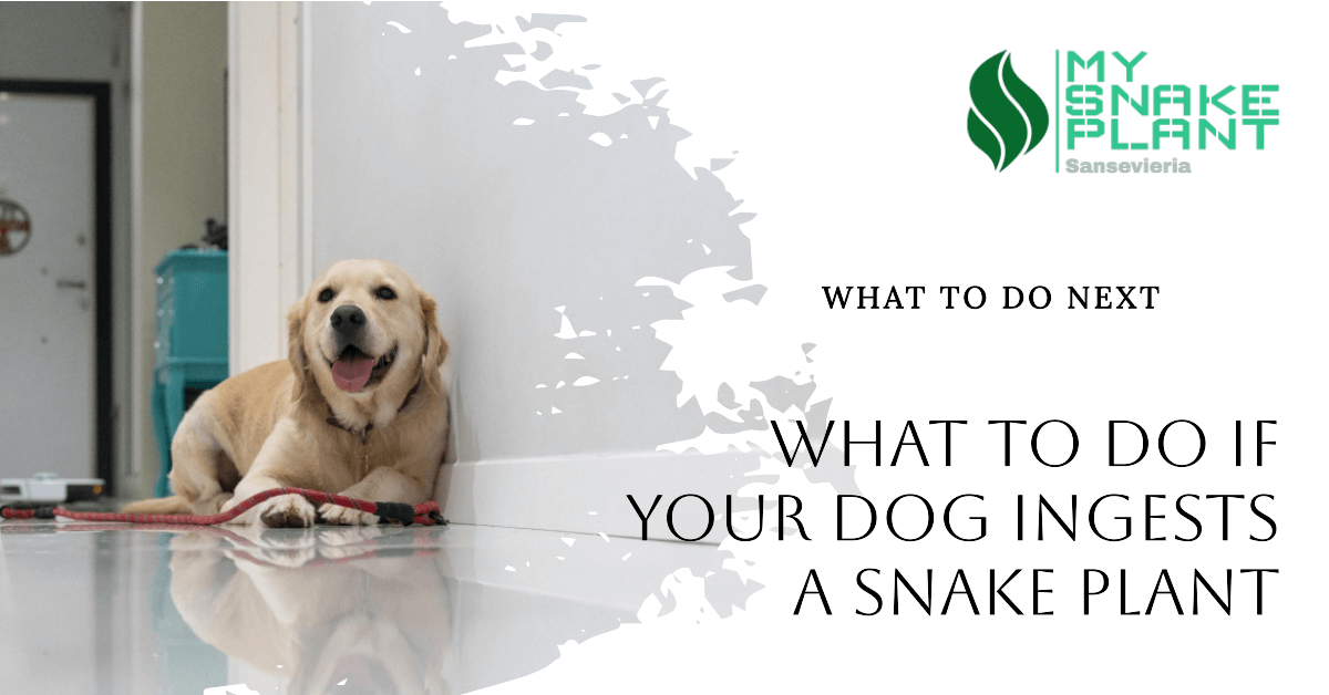 What to Do If Your Dog Ingests a Snake Plant