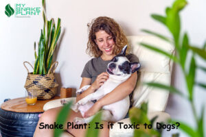 Snake Plant: Is it Toxic to Dogs?