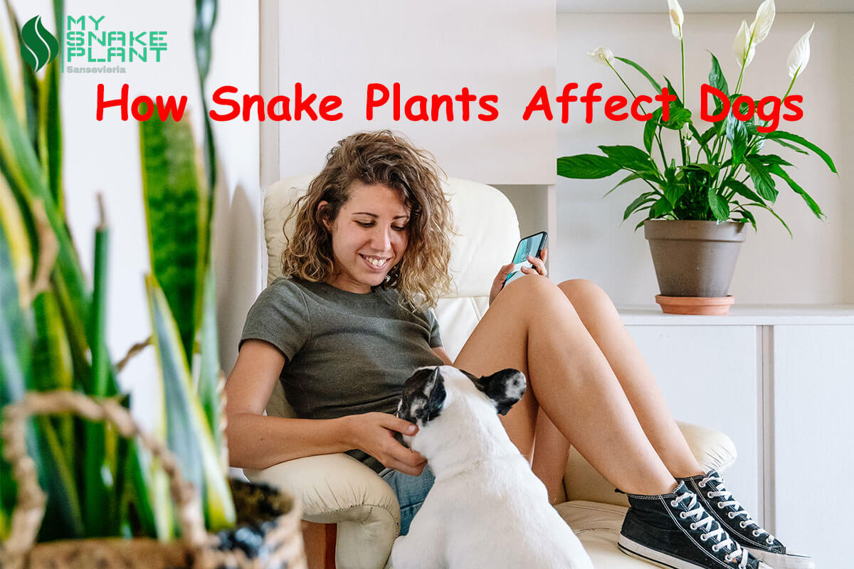 How Snake Plants Affect Dogs