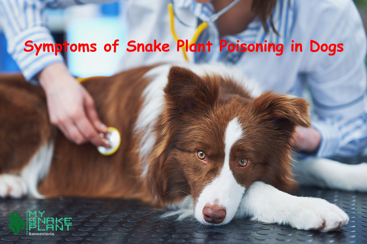 Symptoms of Snake Plant Poisoning in Dogs